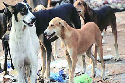 नायगाव कोळीवाडय़ात भटक्या कुत्र्यांचा उपद्रव