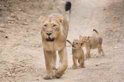 ‘त्या’ युवकाचे डोळे उघडले तेव्हा, त्याच्या छातीवर सिंह बसलेला होता आणि मग…