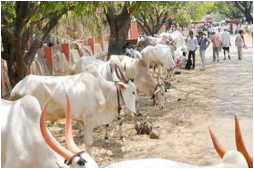 संग्रहीत प्रतिकात्मक छायाचित्र संग्रहीत प्रतिकात्मक छायाचित्र