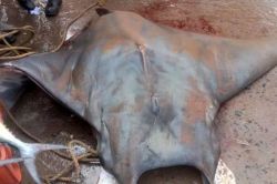 मच्छिमाराच्या जाळ्यात अडकला 800 किलो वजनाचा अनोखा मासा, किंमत तब्बल…