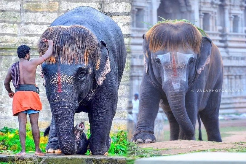 (Photo: Twitter/SudhaRamenIFS)