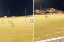 Video : फुटबॉलचा सामना सुरु असताना मैदानात दोन मोठे कांगारु आले अन्…