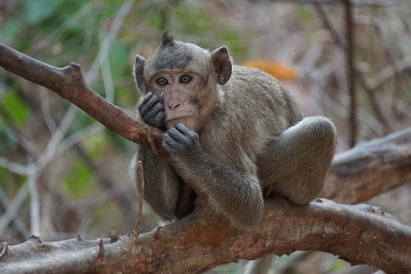 Photo From Pixabay Photo From Pixabay