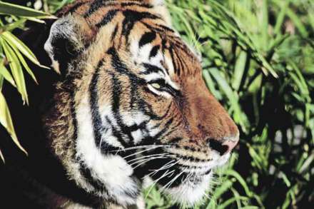 एका वाघिणीसाठी भिडले दोन वाघ, झुंज कॅमेऱ्यात कैद