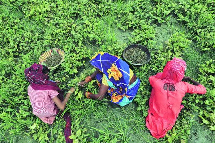 संग्रहित छायाचित्र