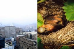 एका पक्ष्यासाठी तामिळनाडूतलं गाव ३५ दिवस अंधारात, जाणून घ्या प्रेरणादायी कहाणी