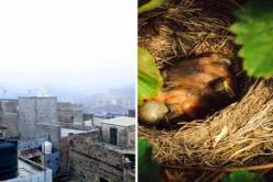 एका पक्ष्यासाठी तामिळनाडूतलं गाव ३५ दिवस अंधारात, जाणून घ्या प्रेरणादायी कहाणी