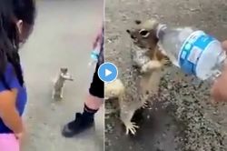 Viral Video : तहानेने व्याकूळ झाली होती खारुताई, भररस्त्यात इशारा करुन एकाकडे मागितली पाण्याची बाटली अन्…