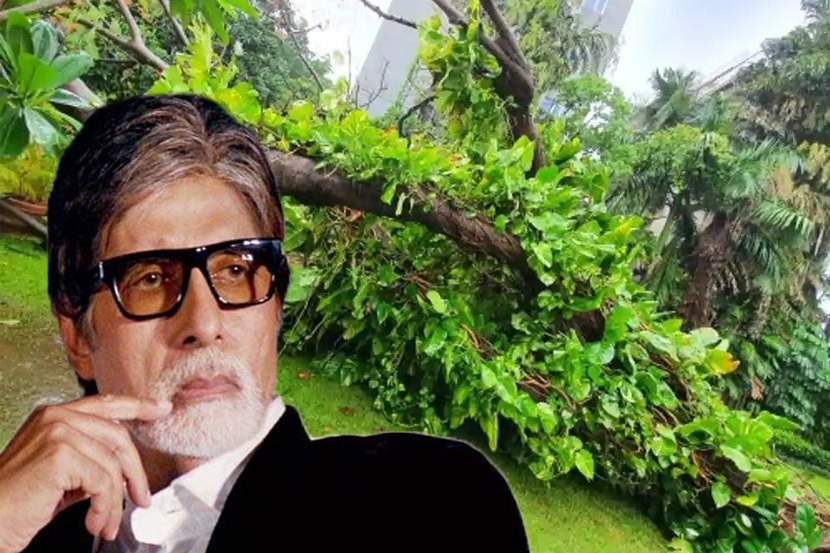 बिग बींनी सांगितली ‘प्रतीक्षा’ बंगल्यातल्या ४३ वर्षे जुन्या गुलमोहर झाडाची गोष्ट