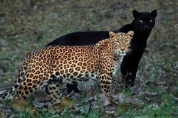 Best Couple : ‘हे’ दोघं चार वर्षांपासून एकत्र फिरतात; फोटोग्राफरनेच सांगितला व्हायरल फोटोचा किस्सा