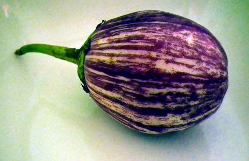 ‘हे’ फायदे वाचल्यावर वांग्याला तुम्ही नाही म्हणणार नाहीत