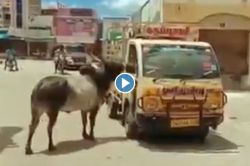 Viral Video: गायीला विकल्यामुळे बैलाने घातला गोंधळ, उपमुख्यमंत्र्यांच्या मुलामुळे दोघांचं पुन्हा झालं मिलन