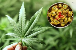 मेथी समजून कुटुंबाने चूकून गांजाच्या पानांची भाजी बनवून खाल्ली अन्…