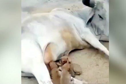 गायीनं श्वानाच्या पिलांना केलं स्तनपान; व्हायरल व्हिडीओनं जिंकली मनं गायीनं श्वानाच्या पिलांना केलं स्तनपान; व्हायरल व्हिडीओनं जिंकली मनं