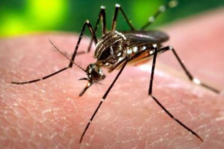 वसईत तीन महिन्यांत केवळ २ डेंग्यूचे रुग्ण