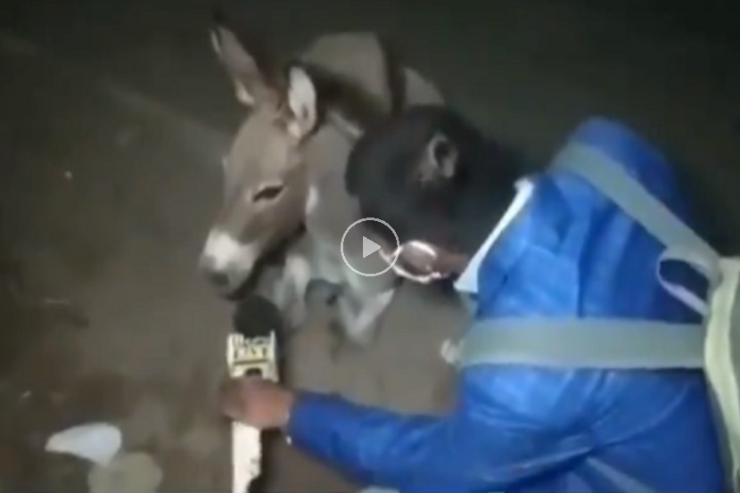 Video : …म्हणून त्याने घेतली गाढवाची मुलाखत; कारण समजल्यानंतर नेटकऱ्यांकडूनही होतंय कौतुक