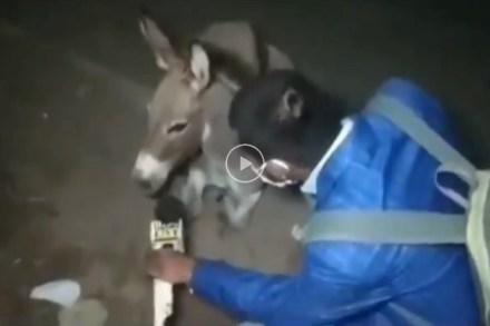 Video : …म्हणून त्याने घेतली गाढवाची मुलाखत; कारण समजल्यानंतर नेटकऱ्यांकडूनही होतंय कौतुक