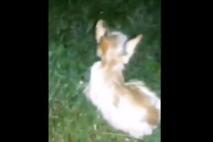 (व्हायरल व्हिडिओवरुन घेतलेला स्क्रीनशॉट) (व्हायरल व्हिडिओवरुन घेतलेला स्क्रीनशॉट)