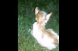 अमानुष ! मांजरीच्या पिल्लाला जिवंत जाळल्याचा व्हिडिओ व्हायरल, माहिती देणाऱ्यांना ५० हजारांच्या बक्षिसाची घोषणा