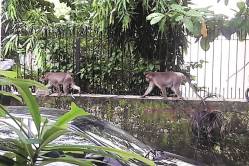 वाशीतील निर्मनुष्य रस्त्यांवर माकडांच्या हुडदुडय़ा