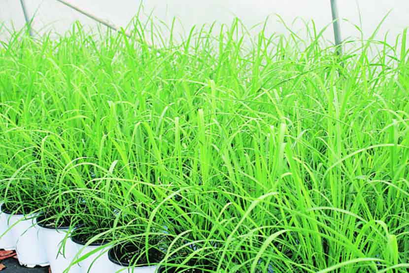 गवती चहा, कृष्ण-कापूर तुळस, गुळवेलला गच्चीत बहर गवती चहा, कृष्ण-कापूर तुळस, गुळवेलला गच्चीत बहर