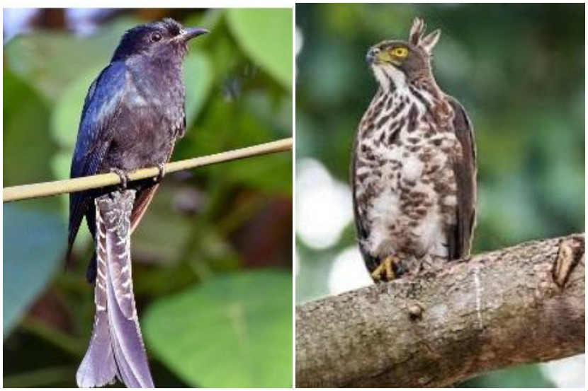 कोतवाल कोकीळ, तुरेवाला ससाणा (छायाचित्र - राहुल तेलरंधे)