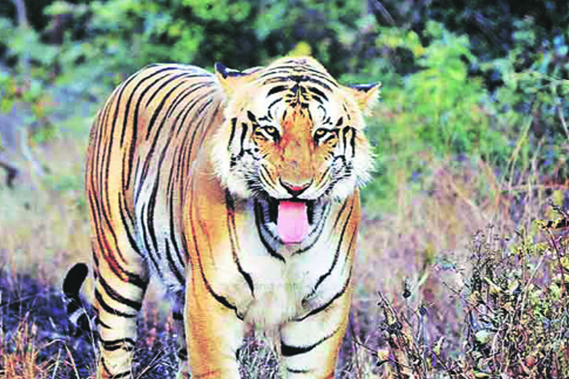 संग्रहित छायाचित्र