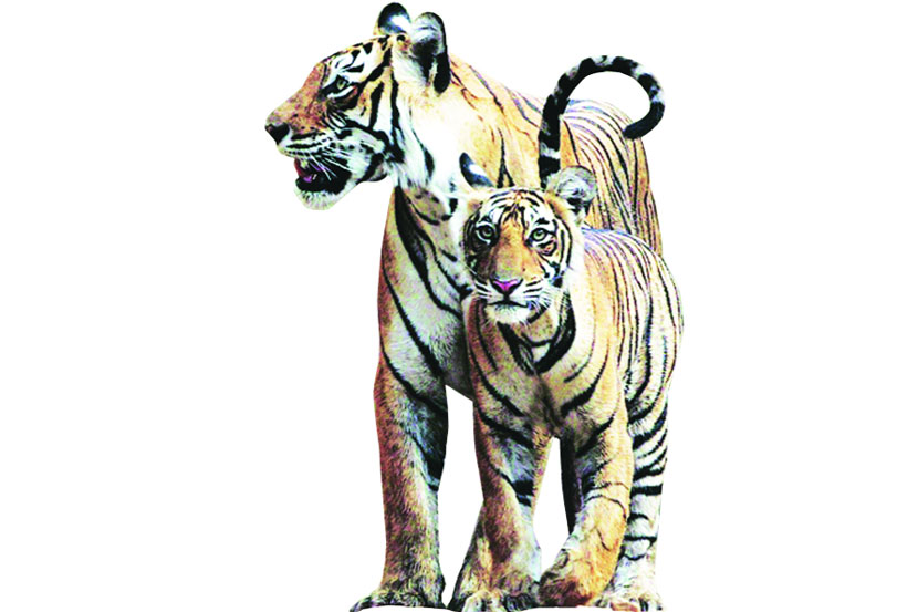 संग्रहित छायाचित्र