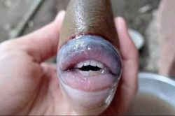 चक्क माणसासारखे ओठ आणि दात, कोणता आहे हा अनोखा मासा? तुफान व्हायरल होतोय फोटो