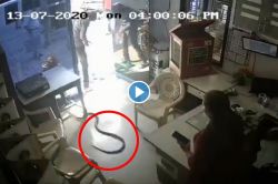 Viral Video : बुलडाण्यात बाटलीत पेट्रोल दिलं नाही म्हणून संतप्त तरुणाने ऑफिसमध्ये सोडले चक्क तीन साप