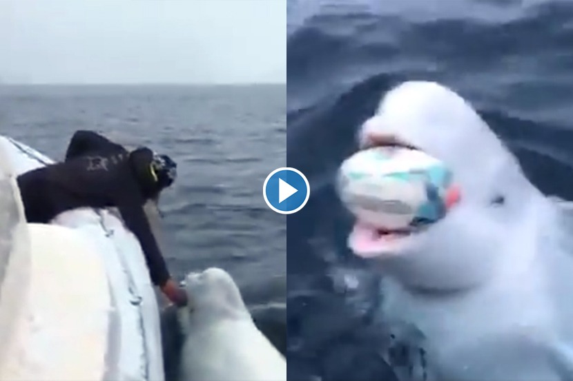 Video : देवमाशाला कधी रग्बी खेळताना पाहिलंय? Video : देवमाशाला कधी रग्बी खेळताना पाहिलंय?