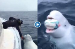 Video : देवमाशाला कधी रग्बी खेळताना पाहिलंय?