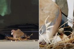 Viral Video: दुबईच्या राजपुत्राची माणुसकी! ….म्हणून मर्सिडिज SUV वापरणं केलं बंद