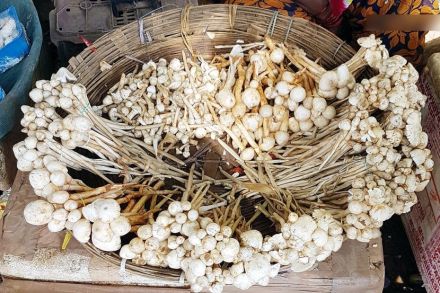 फोटोःrooparoop.blogspot.com
फोटोःrooparoop.blogspot.com