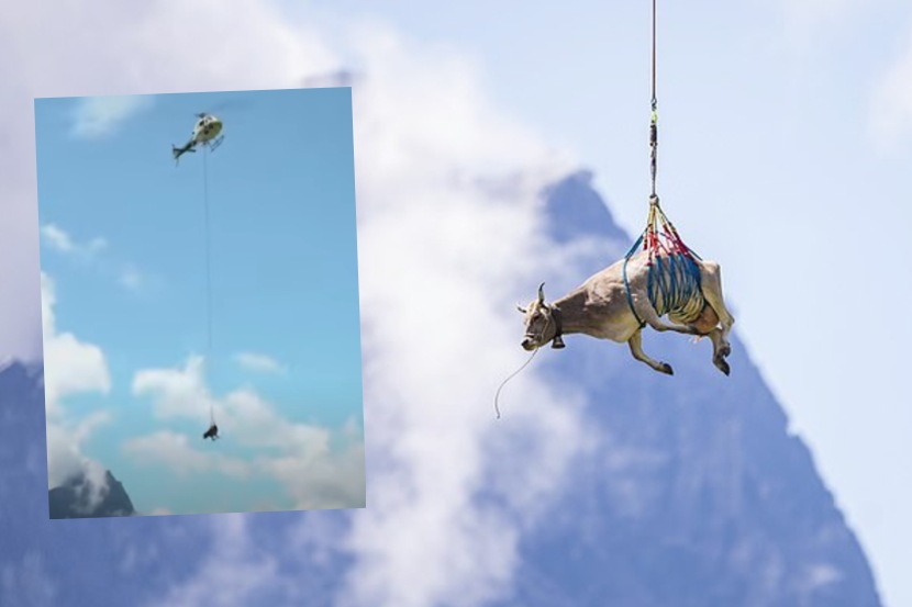 Video: …म्हणून शेतकऱ्याने हेलिकॉप्टरच्या सहाय्याने गायीला केलं एअरलिफ्ट Video: …म्हणून शेतकऱ्याने हेलिकॉप्टरच्या सहाय्याने गायीला केलं एअरलिफ्ट