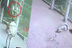 CCTV Footage : रस्त्यावरुन चालताना डोक्यात मांजर पडल्याने आजोबा जागीच बेशुद्ध पडले