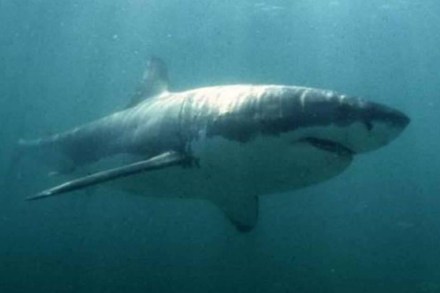 फाइल फोटो फाइल फोटो