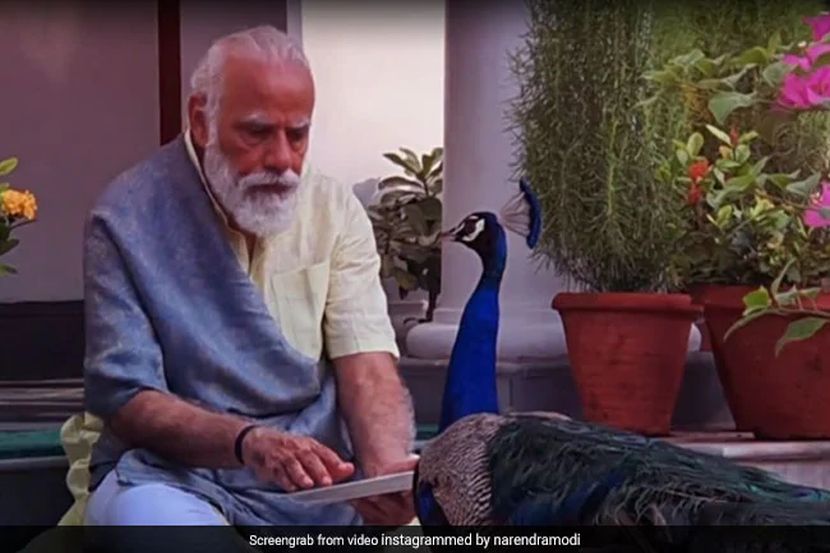 Video: पंतप्रधानांच्या निवासस्थानी आला खास पाहुणा Video: पंतप्रधानांच्या निवासस्थानी आला खास पाहुणा