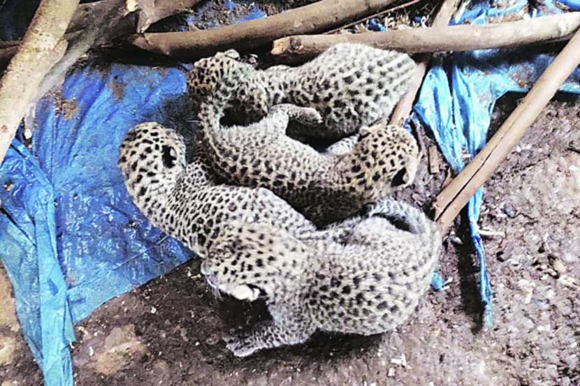 झोपडीत बिबटय़ाच्या बछडय़ांचा सहवास