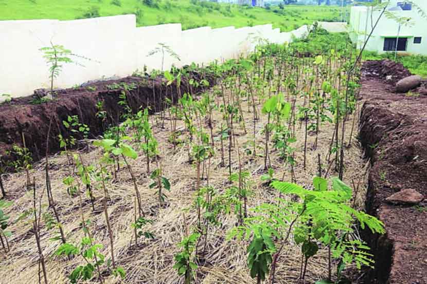 मोखाडा आयटीआय येथे जपानी पद्धतीने वृक्षलागवड