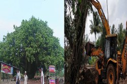 पारंब्यांचा पसारा..