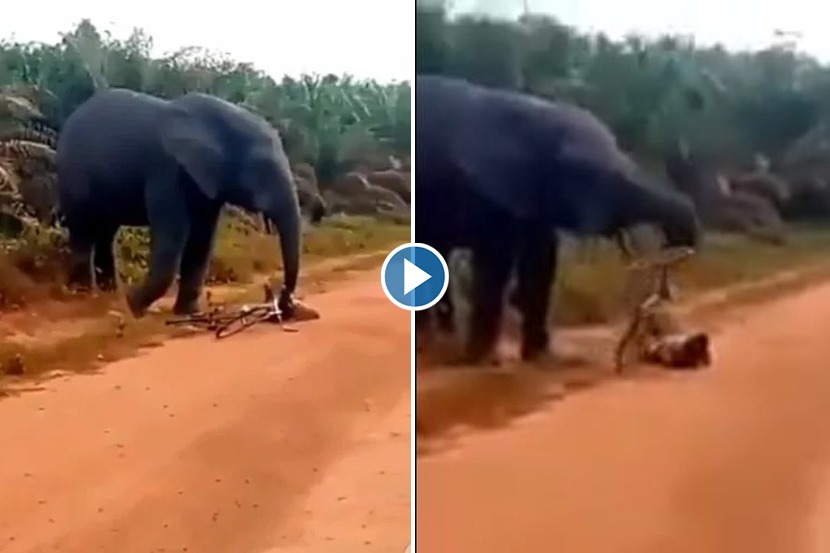 Viral Video: त्याला राग येतोय… संतापलेल्या हत्तीने सायकल उचलली अन्…