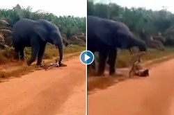 Viral Video: त्याला राग येतोय… संतापलेल्या हत्तीने सायकल उचलली अन्…
