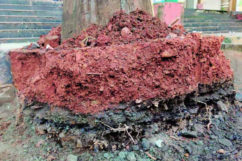 डांबरीकरणाचा थर वृक्षाच्या मुळांवर