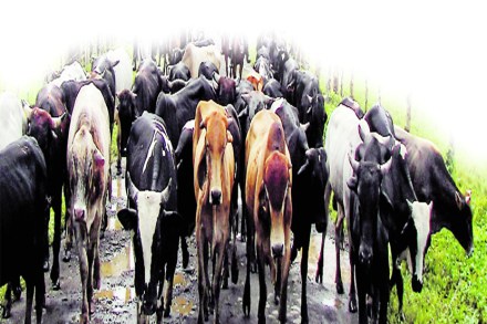 (संग्रहित छायाचित्र)