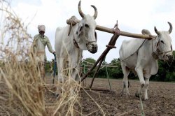 पंतप्रधान किसान सन्मान निधीच्या बनावट लाभार्थ्यांना वसुलीसाठी नोटीस