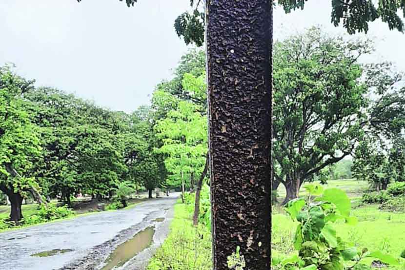 डहाणू तालुक्यात ठिकठिकाणी वीजखांबांना गंज आल्याने त्यांचे अस्तित्व आहे की नाही, असा प्रश्न ग्रामस्थांना पडला आहे. डहाणू तालुक्यात ठिकठिकाणी वीजखांबांना गंज आल्याने त्यांचे अस्तित्व आहे की नाही, असा प्रश्न ग्रामस्थांना पडला आहे.