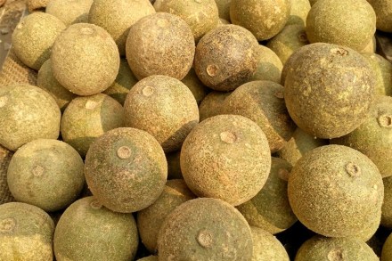 गुणकारी कवठ! जाणून घ्या हे फळ खाण्याचे ६ फायदे