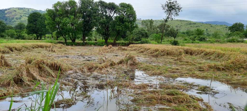 मावळमध्ये भात शेती संकटात, उभे पीक मुसळधार पावसाने झाले आडवे मावळमध्ये भात शेती संकटात, उभे पीक मुसळधार पावसाने झाले आडवे
