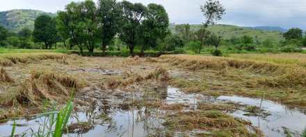 मावळमध्ये भात शेती संकटात, उभे पीक मुसळधार पावसाने झाले आडवे